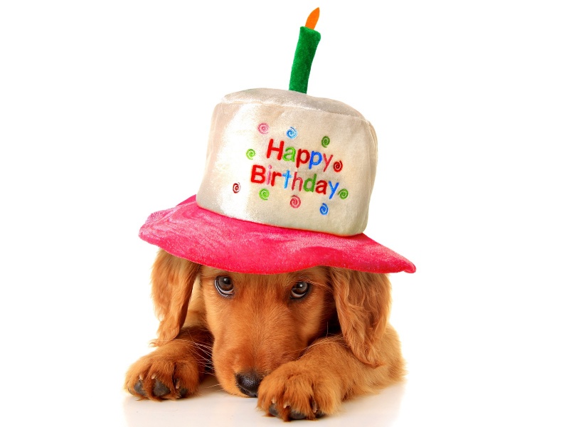 Поздравление С Днем Рождения Собаке Картинки