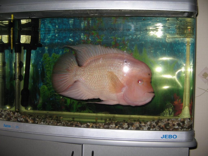 Рыбы долго живут. Аквариумные рыбки Астронотус в 100 литров. Рыбка попугай Дискус. Астронотус 60 литров. Цихлида петушок.